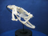 Angler / Monkfish skull Lophius piscatorius on stand