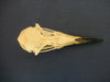 Guillemot skull top