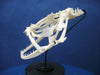 Angler / Monkfish skull Lophius piscatorius on stand