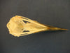Gullemot skull underside