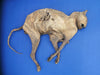 Macabre 18th Century mummified cat ward against witchcraft