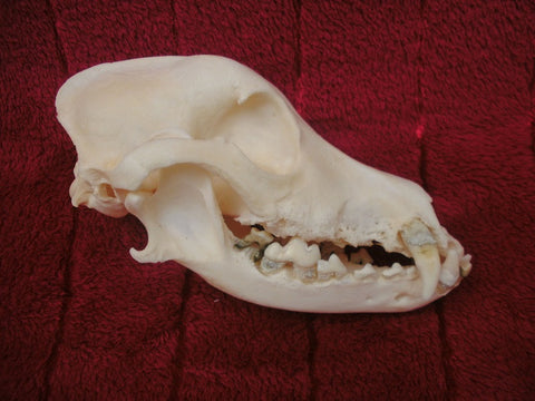 Dog skull, Cocker spaniel