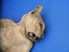 Macabre 18th Century mummified cat ward against witchcraft