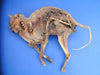 Macabre 18th Century mummified cat ward against witchcraft