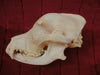 Dog skull, Bernese Mountain Dog