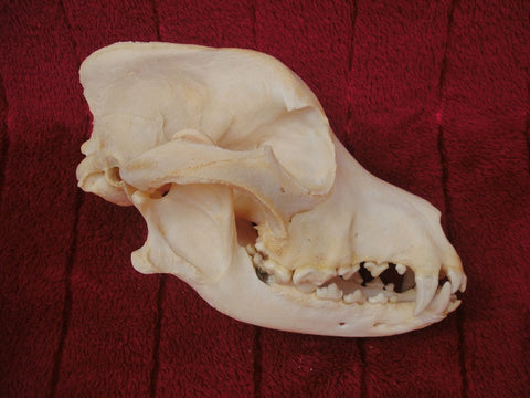 Dog skull, Bernese Mountain Dog