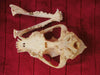 Dog skull, Bernese Mountain Dog