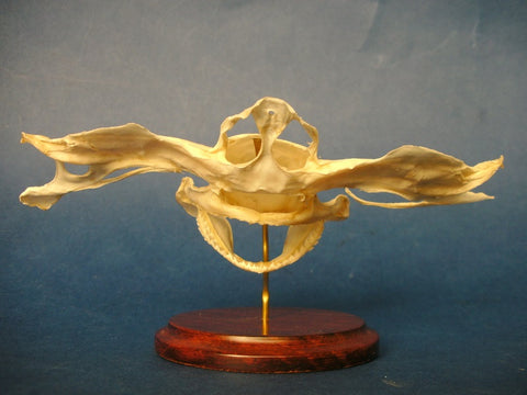 Hammerhead shark skull Sphyrna zygaena