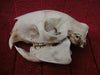 Crested Porcupine skull