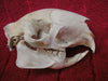 Crested Porcupine skull