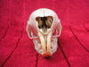 Crested Porcupine skull