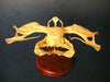 Hammerhead shark skull Sphyrna zygaena