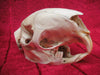 Crested Porcupine skull