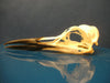 Common Guillemot / Common Murre skull (Uria aalge)