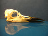 Common Guillemot / Common Murre skull (Uria aalge)