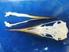 Common Guillemot / Common Murre skull (Uria aalge)
