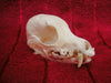 Dog skull, Prague Ratter