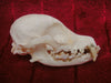 Dog skull, Prague Ratter