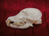 Dog skull, Prague Ratter