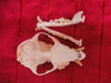 Dog skull, Prague Ratter