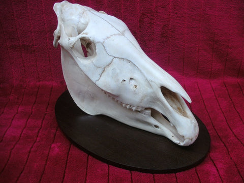 Plains Zebra Skull (Equus quagga)