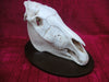 Plains Zebra Skull (Equus quagga)