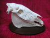 Plains Zebra Skull (Equus quagga)
