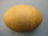 Australian aboriginal carved emu egg