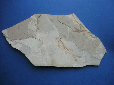 Fossil fish Lycoptera sp. from China