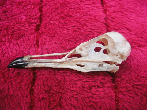 Black headed gull skull 2 (Chroicocephalus ridibundus)