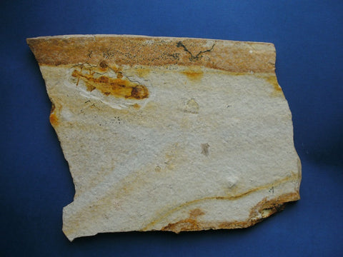 Large example of Fossil fish Lycoptera sp. from China