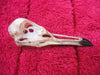 Black headed gull skull