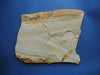 Large example of Fossil fish Lycoptera sp. from China