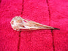 Black headed gull skull