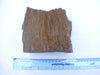 Large piece of petrified / fossilised palm wood
