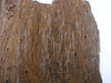 Large piece of petrified / fossilised palm wood