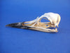 Common Guillemot / Common Murre skull (Uria aalge