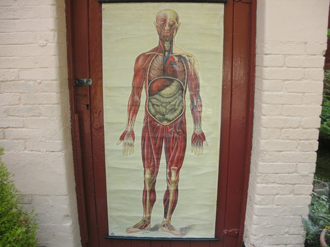 Vintage St John's ambulance medical poster, General Anatomy