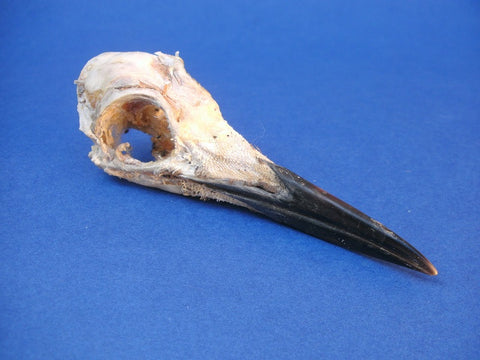 Mummified Common Guillemot / Common Murre skull (Uria aalge)