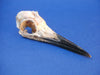 Mummified Common Guillemot / Common Murre skull (Uria aalge)