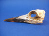Mummified Common Guillemot / Common Murre skull (Uria aalge)