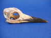 Mummified Common Guillemot / Common Murre skull (Uria aalge)