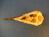 Mummified Common Guillemot / Common Murre skull (Uria aalge)