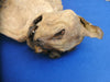Macabre 18th Century mummified cat ward against witchcraft