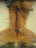 Wet specimen double injected biological study of rabbit.