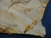 Large example of Fossil fish Lycoptera sp. from China
