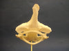 Banded guitarfish skull (Zapteryx exasperata).