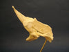 Banded guitarfish skull (Zapteryx exasperata).
