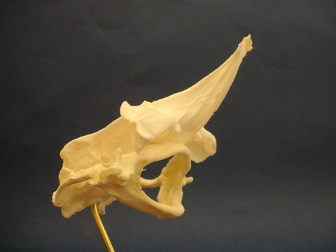 Banded guitarfish skull (Zapteryx exasperata).