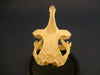 Banded guitarfish skull (Zapteryx exasperata).